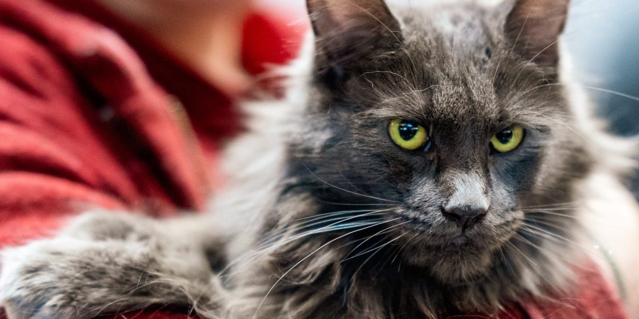 FOTO Macskás látványosság Temesváron: több mint 200 macska 21 fajtából, a sztár az új Transylvanian fajta