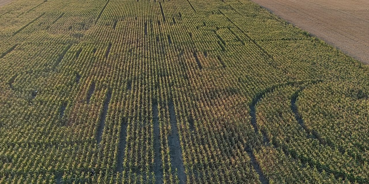 Fedezd fel a bolygók évének kukoricalabirintusát Kiszomborban – augusztus 23-ig látogatható!