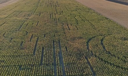 Fedezd fel a bolygók évének kukoricalabirintusát Kiszomborban – augusztus 23-ig látogatható!