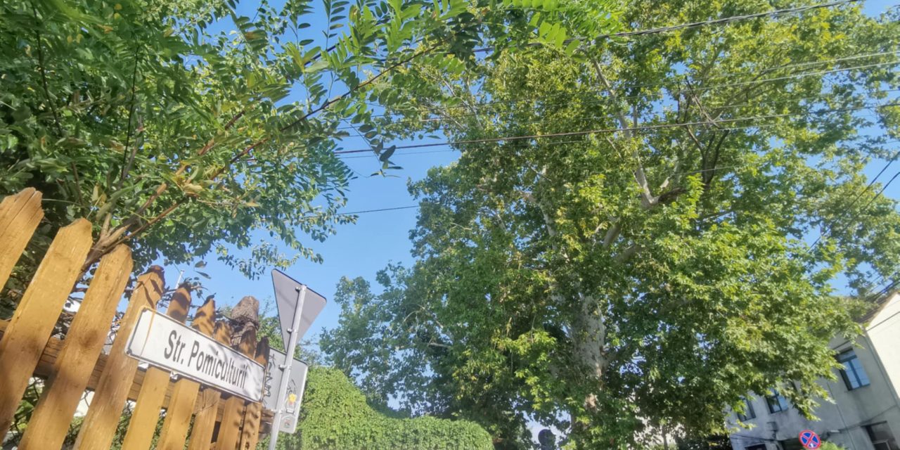 Timişoara are un copac plantat pe vremea când oraşul era paşalâc turcesc. „Bătrânul” de peste 330 de ani de pe strada Pomiculturii