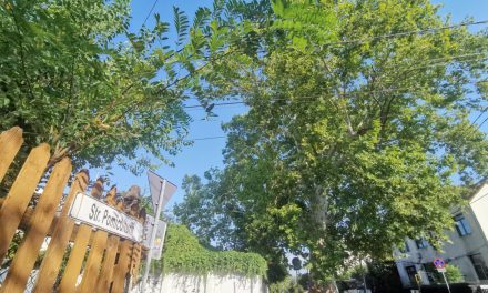 Timişoara are un copac plantat pe vremea când oraşul era paşalâc turcesc. „Bătrânul” de peste 330 de ani de pe strada Pomiculturii