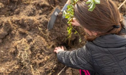 Több mint 15.000 akácfacsemetét ültettek el két nap alatt, Mircea Baniciu és az ASIA együttes koncertjeivel kísérve Ianován, a CODRU Fesztivál ültetési akciója keretében