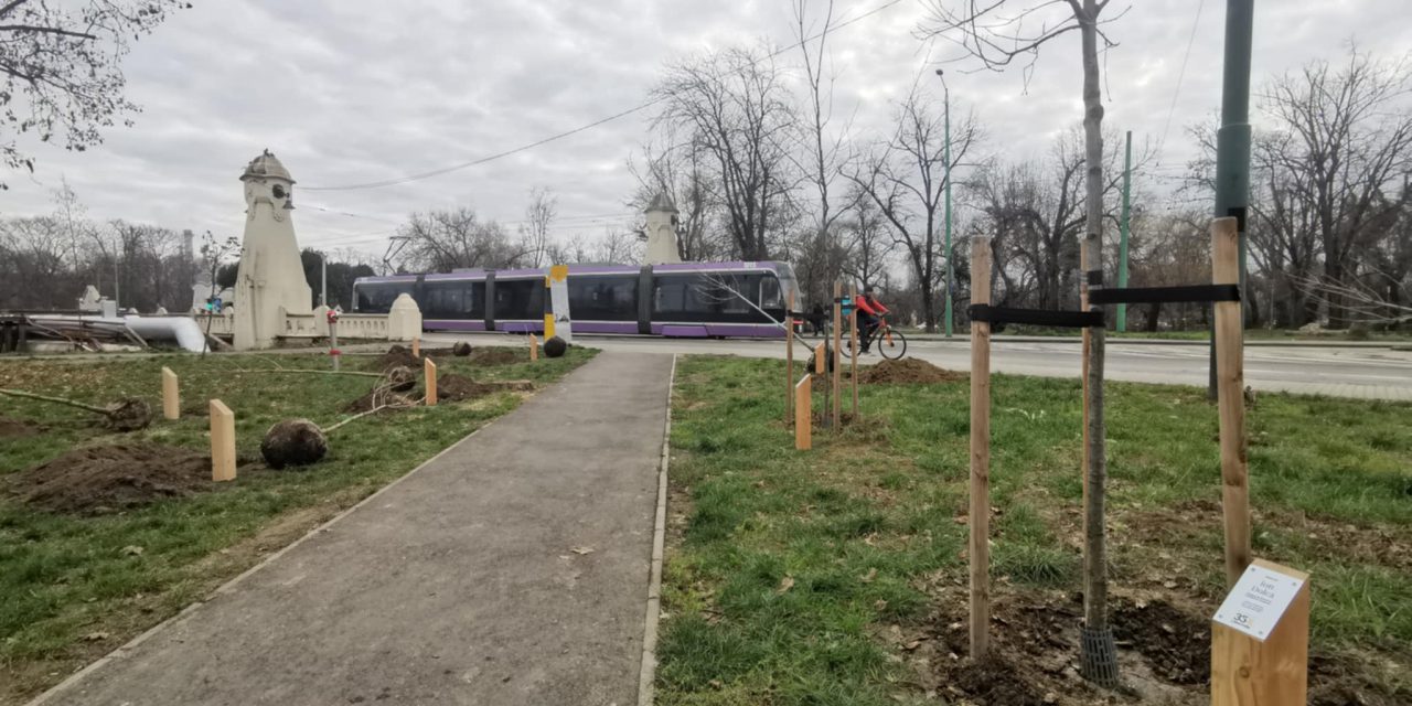 FOTO 12 új fa a forradalmárok emlékére a Mocioni Park Szabadság sétányán
