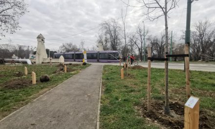 FOTO 12 új fa a forradalmárok emlékére a Mocioni Park Szabadság sétányán