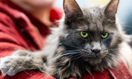 FOTO Spectacol felin la Timișoara: peste 200 de pisici din 21 de rase, vedeta fiind noua rasă Transylvanian